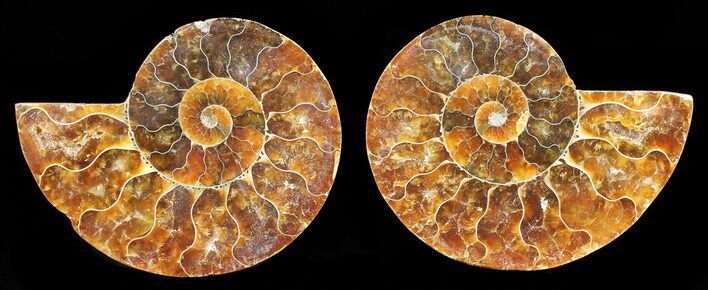 Polished Ammonite Pair - Cyber Monday Deal! #56287
